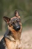 BERGER ALLEMAND 1039